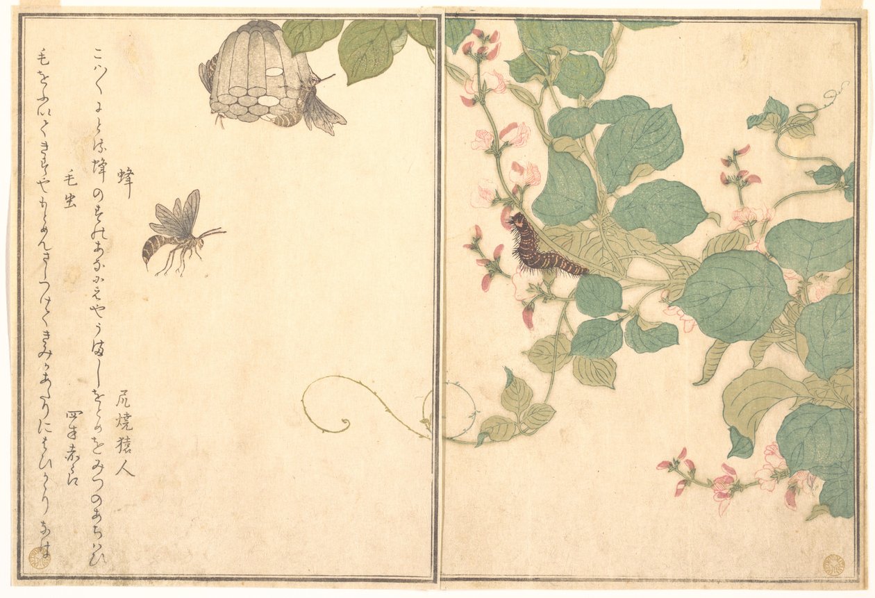Papírová vosa (Hachi); chlupatá housenka (Kemushi), z Obrázkové knihy lezoucích tvorů (Ehon mushi erami) od Kitagawa Utamaro