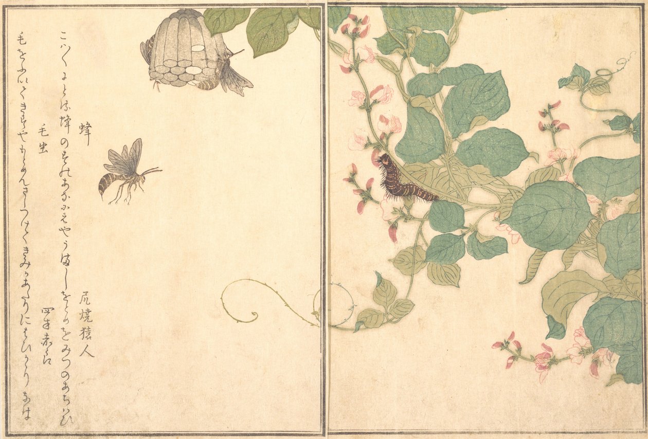 Papírová vosa Hachi, Chlupatá housenka Kemushi..., 1788. od Kitagawa Utamaro