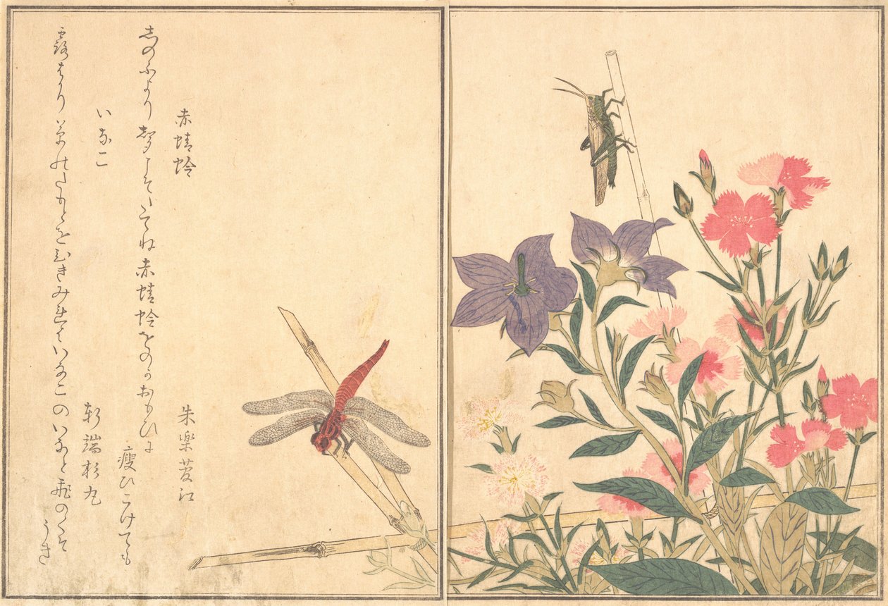Červená vážka Akatonbo, Locust Inago..., 1788. od Kitagawa Utamaro