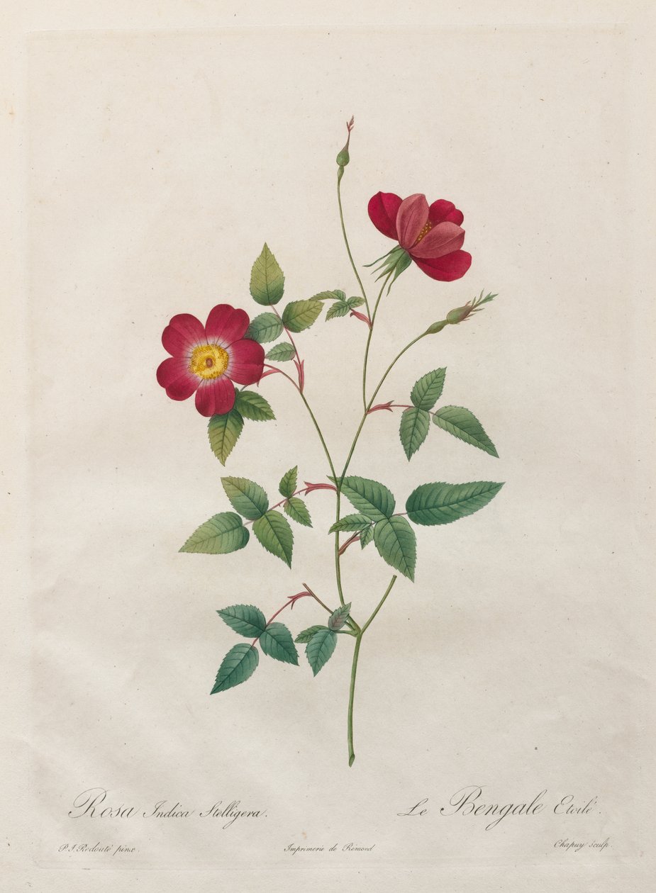 Rosa Indica Stelligera od Kitagawa Utamaro