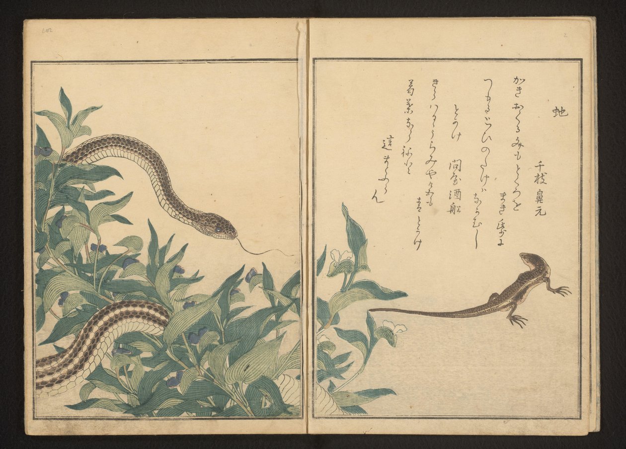 Had a ještěrka u keře od Kitagawa Utamaro