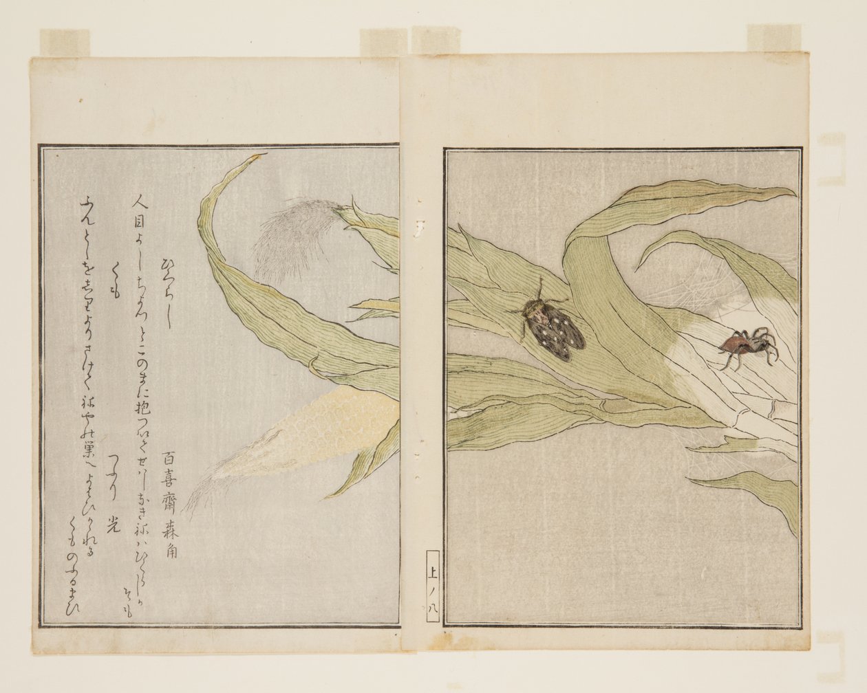 Pavouk (kumo) a večerní cikáda (higuraši) (barevný dřevotisk) od Kitagawa Utamaro