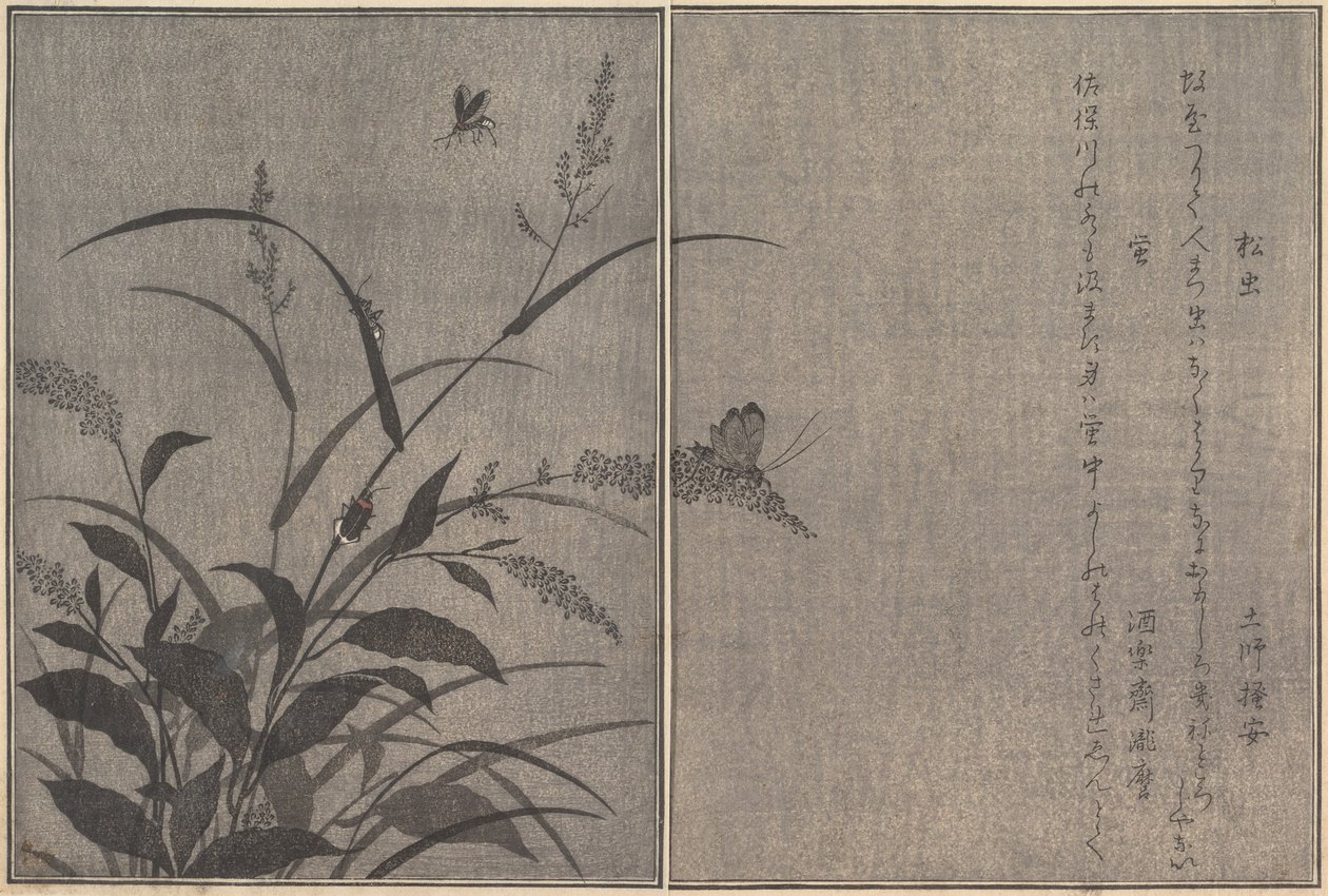 Stromový kriket Matsumushi, Firefly Hotaru..., 1788. od Kitagawa Utamaro