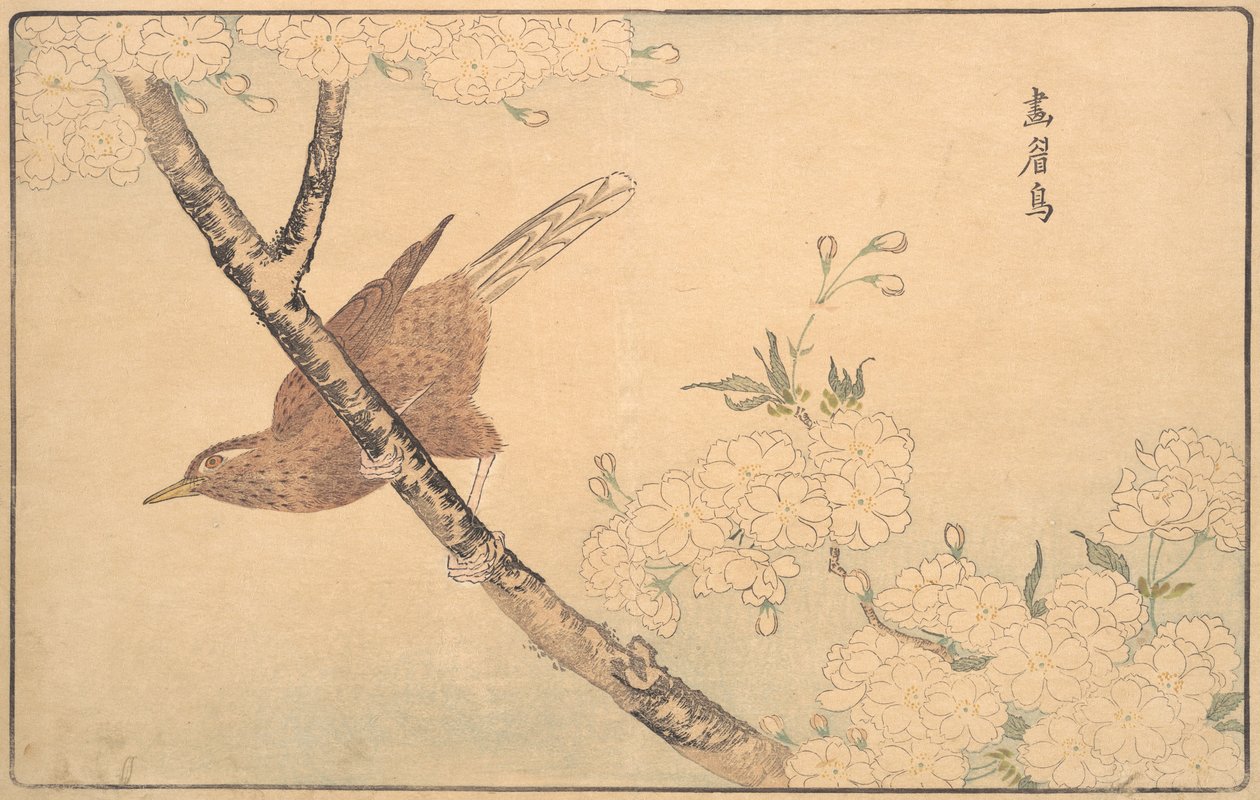 Drozd šedý, 1789. od Kitao Masayoshi