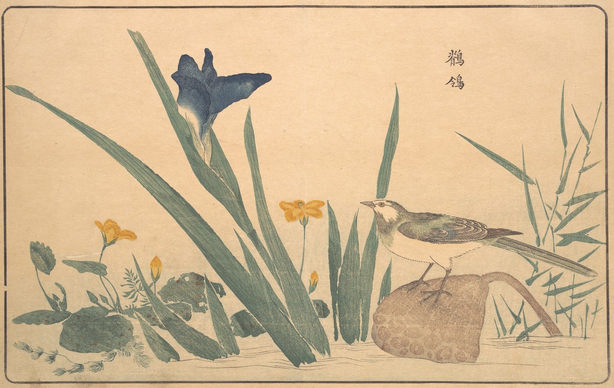 Konipas strakatý, 1789. od Kitao Masayoshi