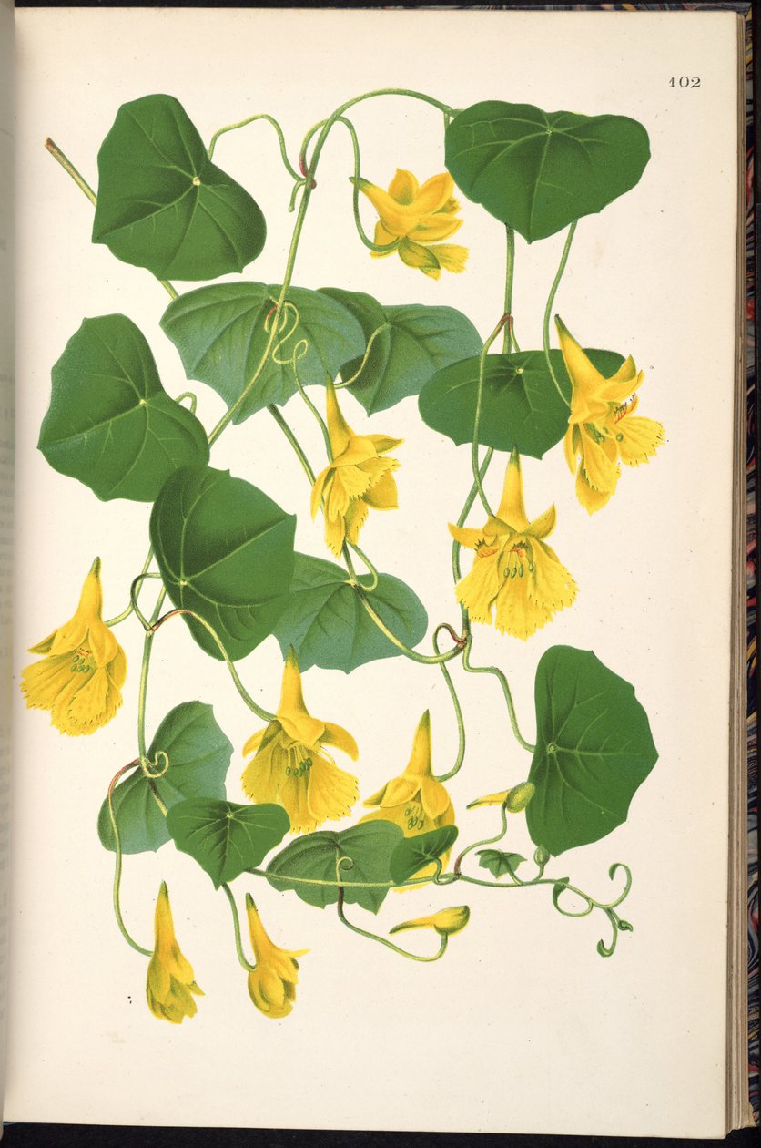 Tropaeolum kyvadlo od Klotzsch