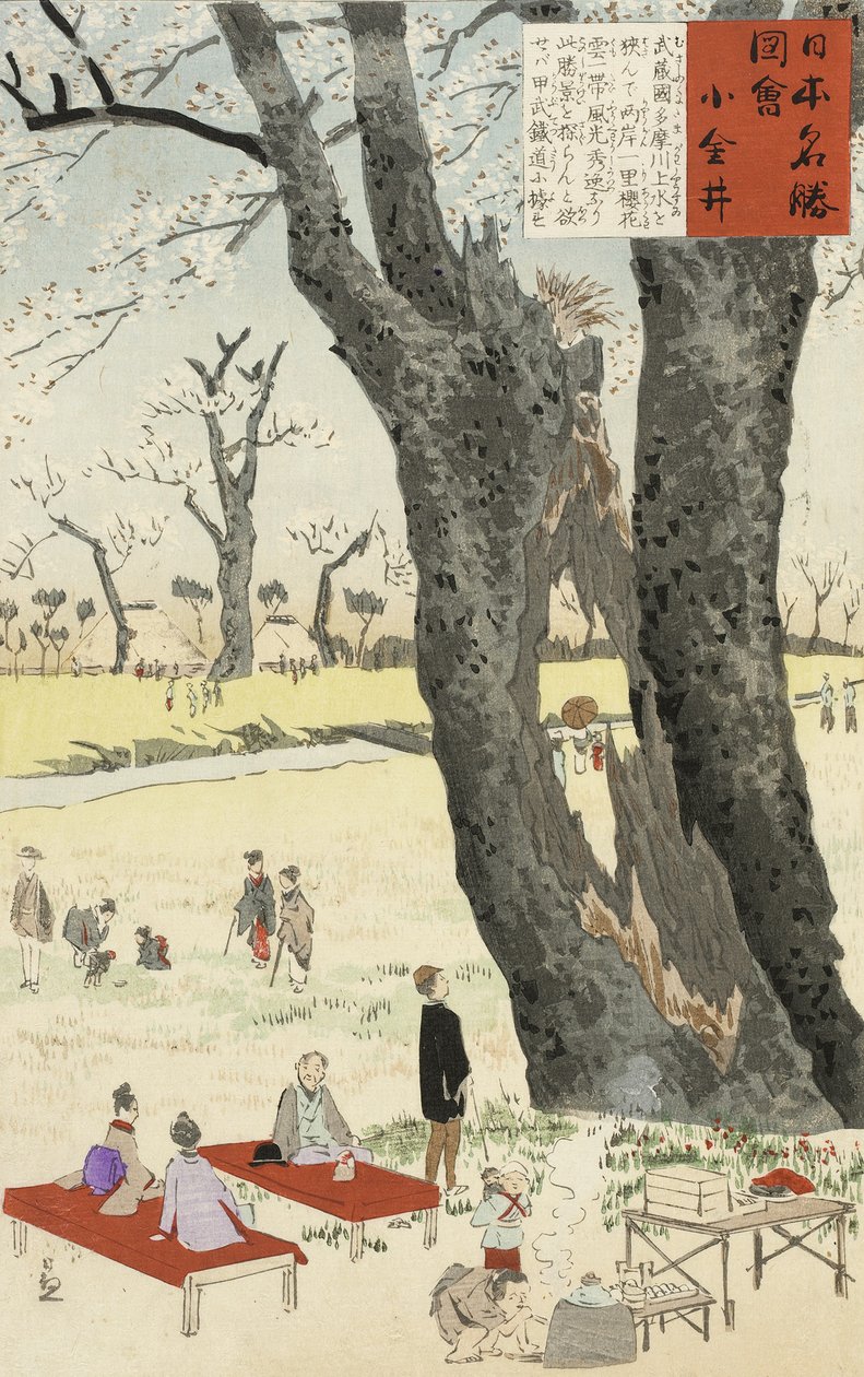 Koganei, Cherry Blossoms from Sketches of Famous Places in Japan, 1896 (barevný dřevotisk) od Kobayashi Kiyochika
