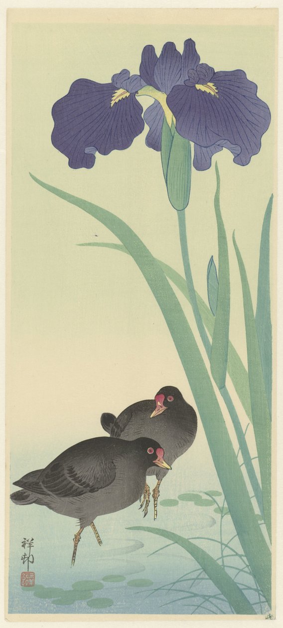 Moorhens an Irises (barevný dřevoryt) od Ohara Koson