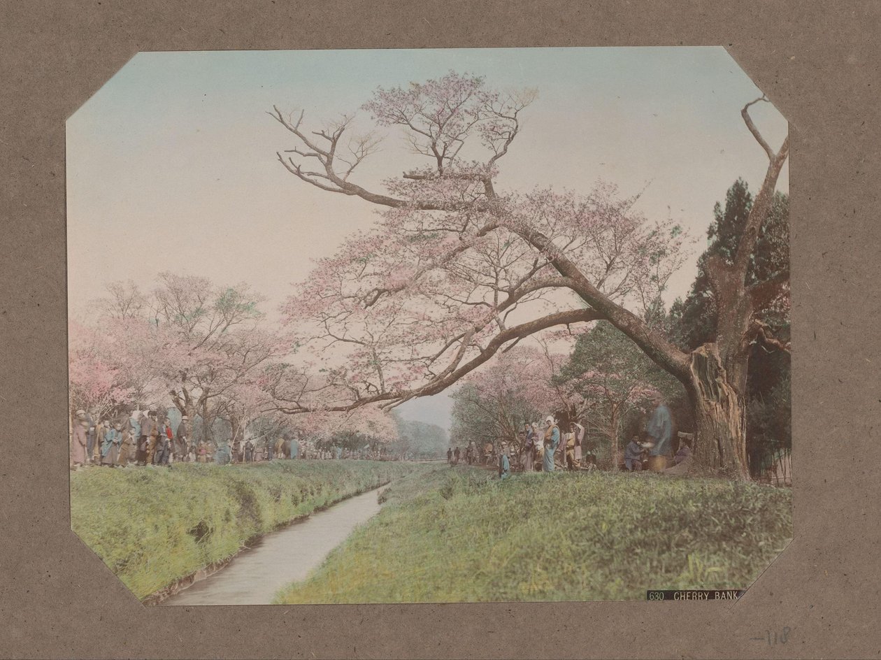 Lidé a třešňové květy na obou stranách potoka v Koganei, Tokio, Japonsko od Kusakabe Kimbei