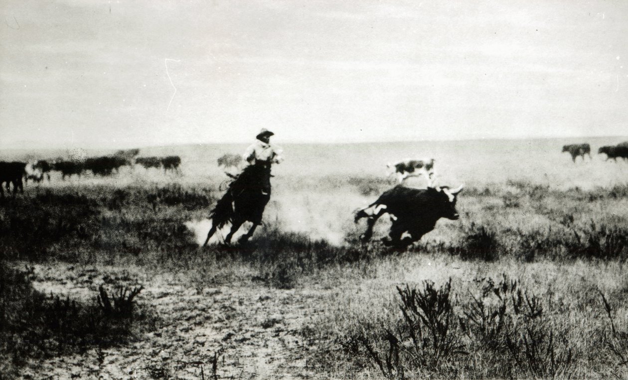 Kovboj na koni lasem tele (foto bw) od L.A. Huffman
