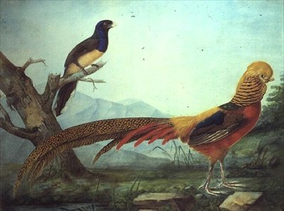 Zlatý bažant a trogon (akvarel a kvaš) od L.F.A. Panhuts