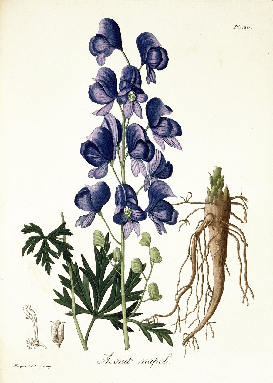 Aconitum Napellus z „Phytographie Medicale“ od Josepha Roquese (1772-1850), vydaného v roce 1821 od L.F.J. Hoquart