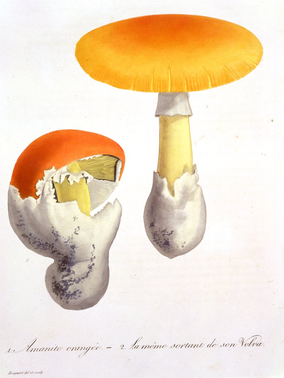 Amanita Caesarea z „Photographie Medicale“ od Josepha Roquese (1772-1850), vydaného v roce 1821 od L.F.J. Hoquart