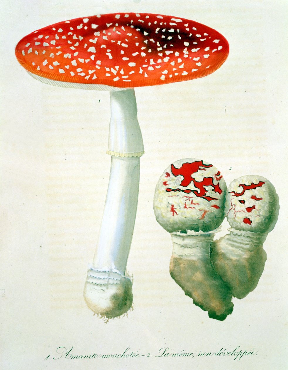 Amanita Muscaria z „Phytographie Medicale“ od Josepha Roquese (1772-1850), vydaného v roce 1821 od L.F.J. Hoquart