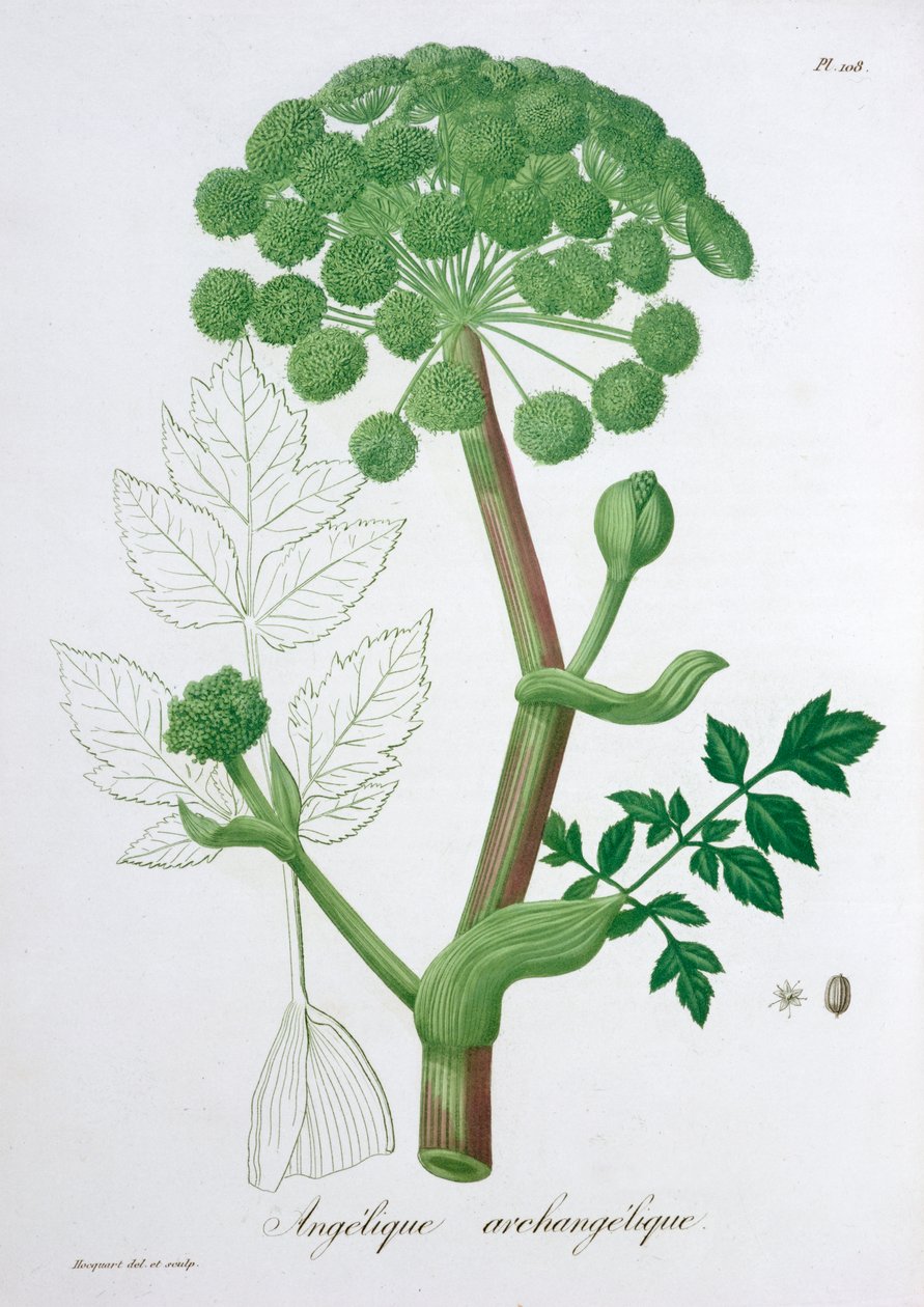Angelica Zahrada archangeliky Angelika, 1821 od LFJ Hoquart