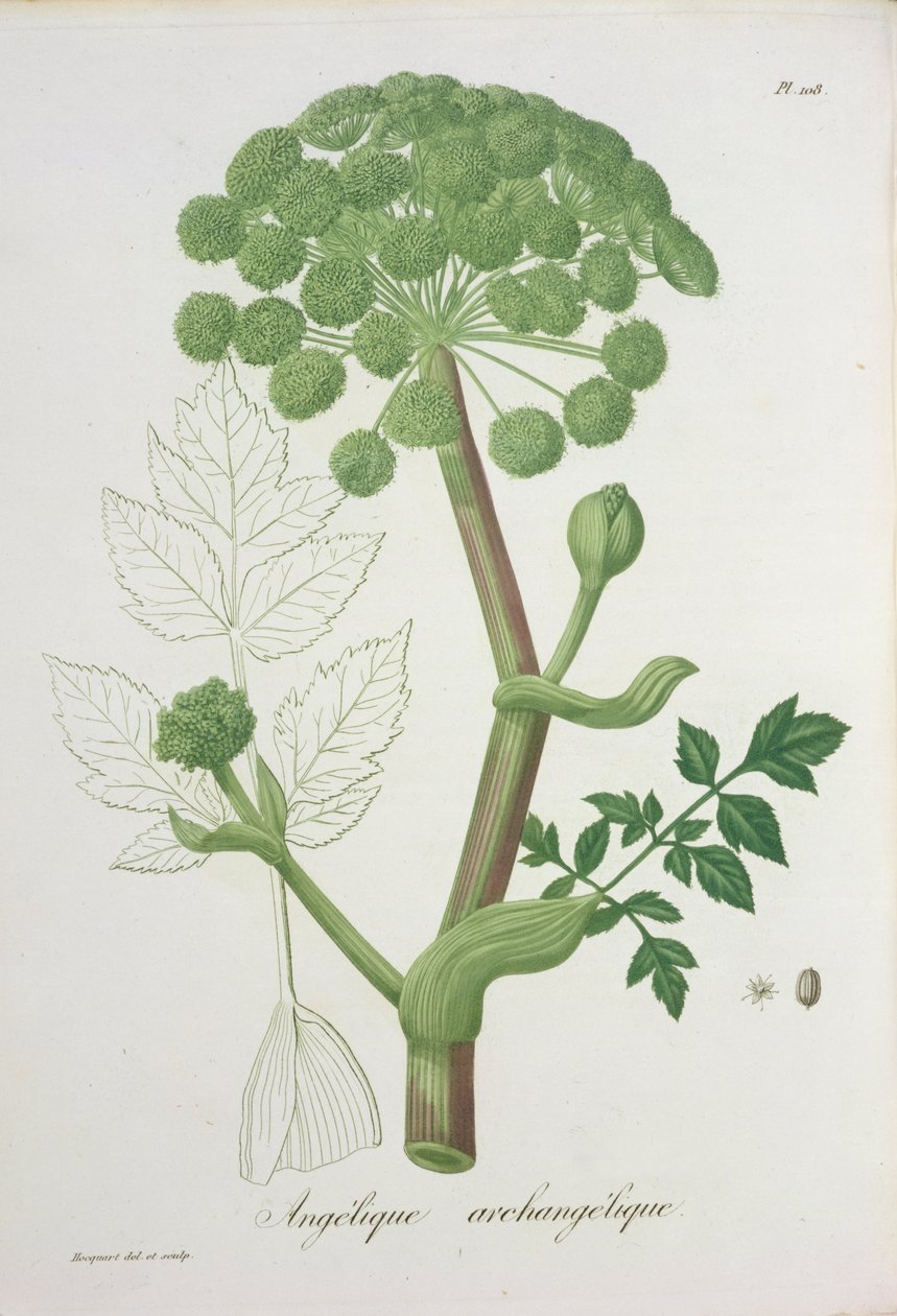 Angelica Archangelica z „Phytographie Medicale“ od Josepha Roquese (1772-1850), vydaného v roce 1821 od L.F.J. Hoquart