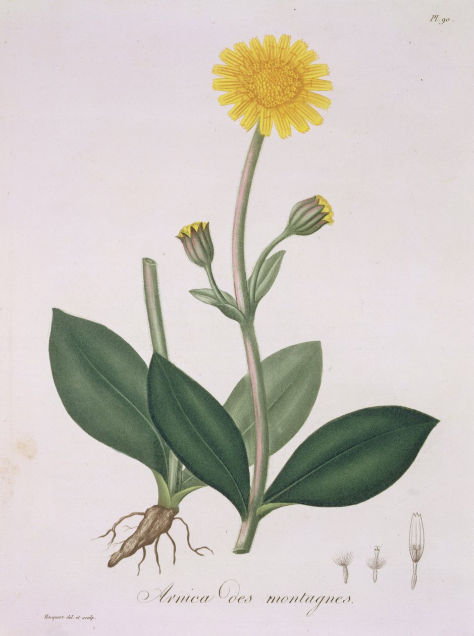 Arnica Montana z „Phytographie Medicale“ od Josepha Roquese (1772-1850), vydaného v roce 1821 od L.F.J. Hoquart