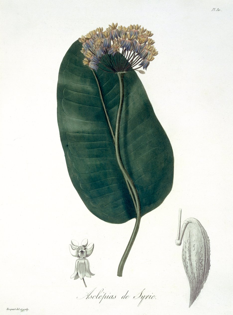 Asclepias Syriaca z „Phytographie Medicale“ od Josepha Roquese (1772-1850), vydaného v roce 1821 od L.F.J. Hoquart