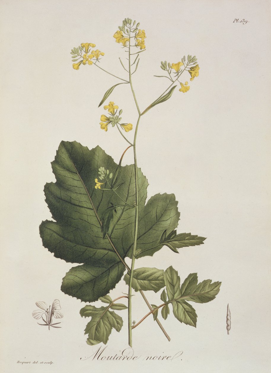Brassica nigra z „Phytographie Medicale“ od Josepha Roquese (1772-1850), vydaného v roce 1821 od L.F.J. Hoquart