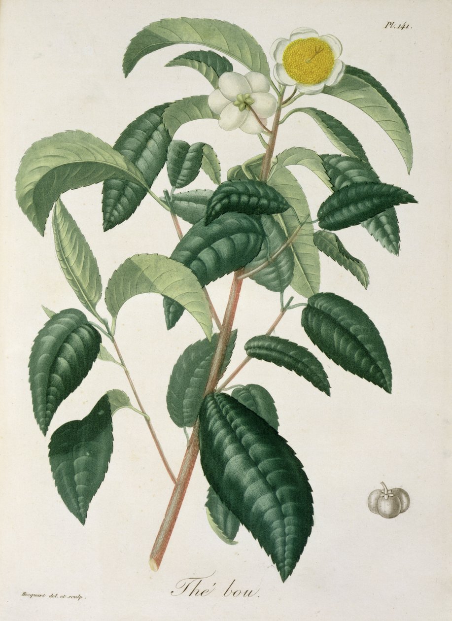 Camellia Thea z „Phytographie Medicale“ od Josepha Roquese (1772-1850), vydaného v roce 1821 od L.F.J. Hoquart