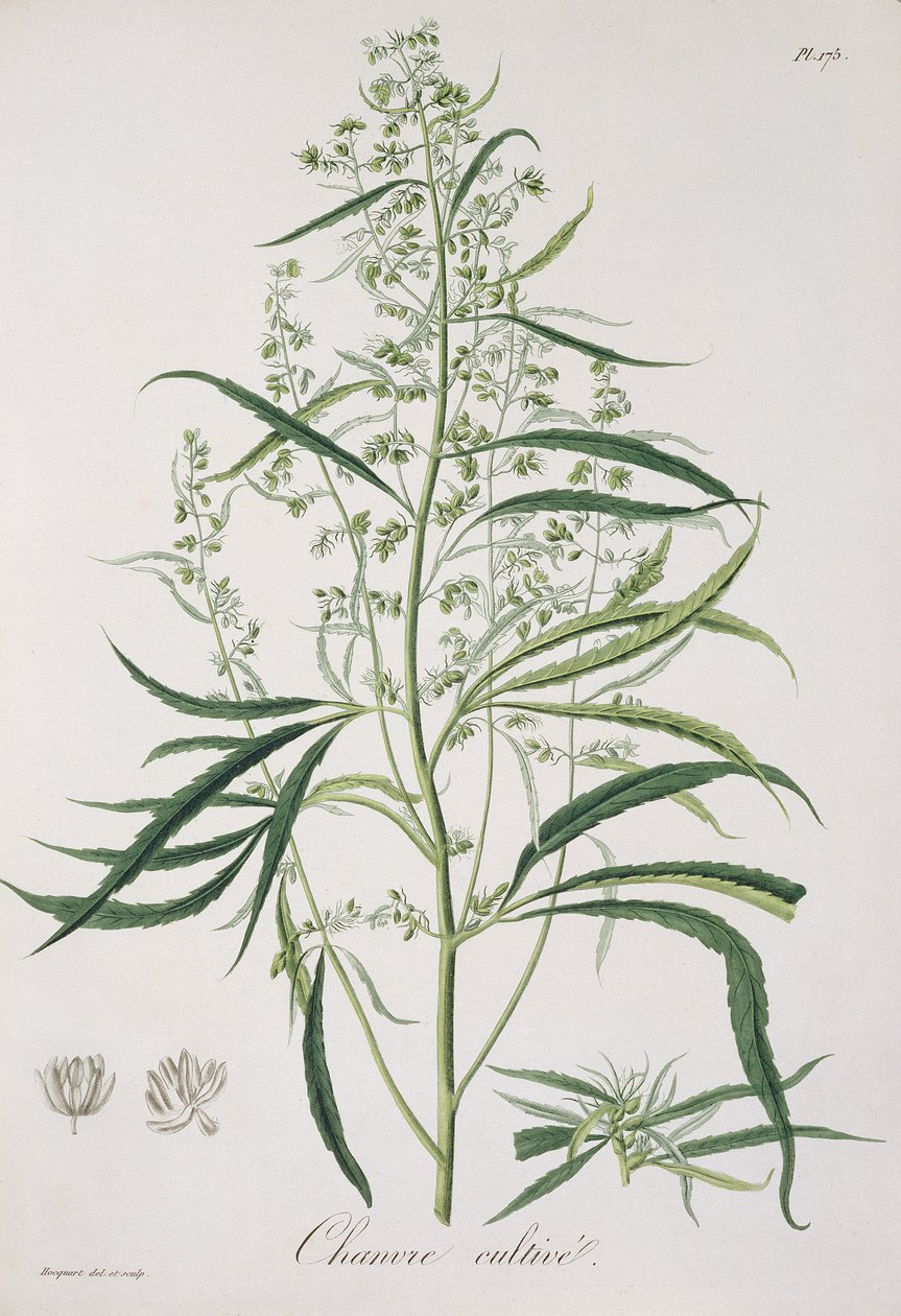 Cannabis Sativa z „Phytographie Medicale“ od Josepha Roquese (1772-1850), vydaného v roce 1821 od L.F.J. Hoquart