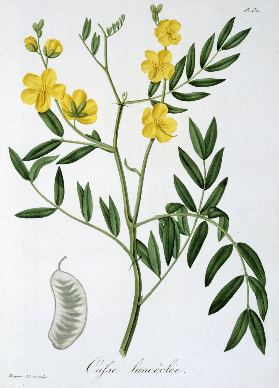 Cassia z „Phytographie Medicale“ od Josepha Roquese (1772-1850), vydaného v roce 1821 od L.F.J. Hoquart