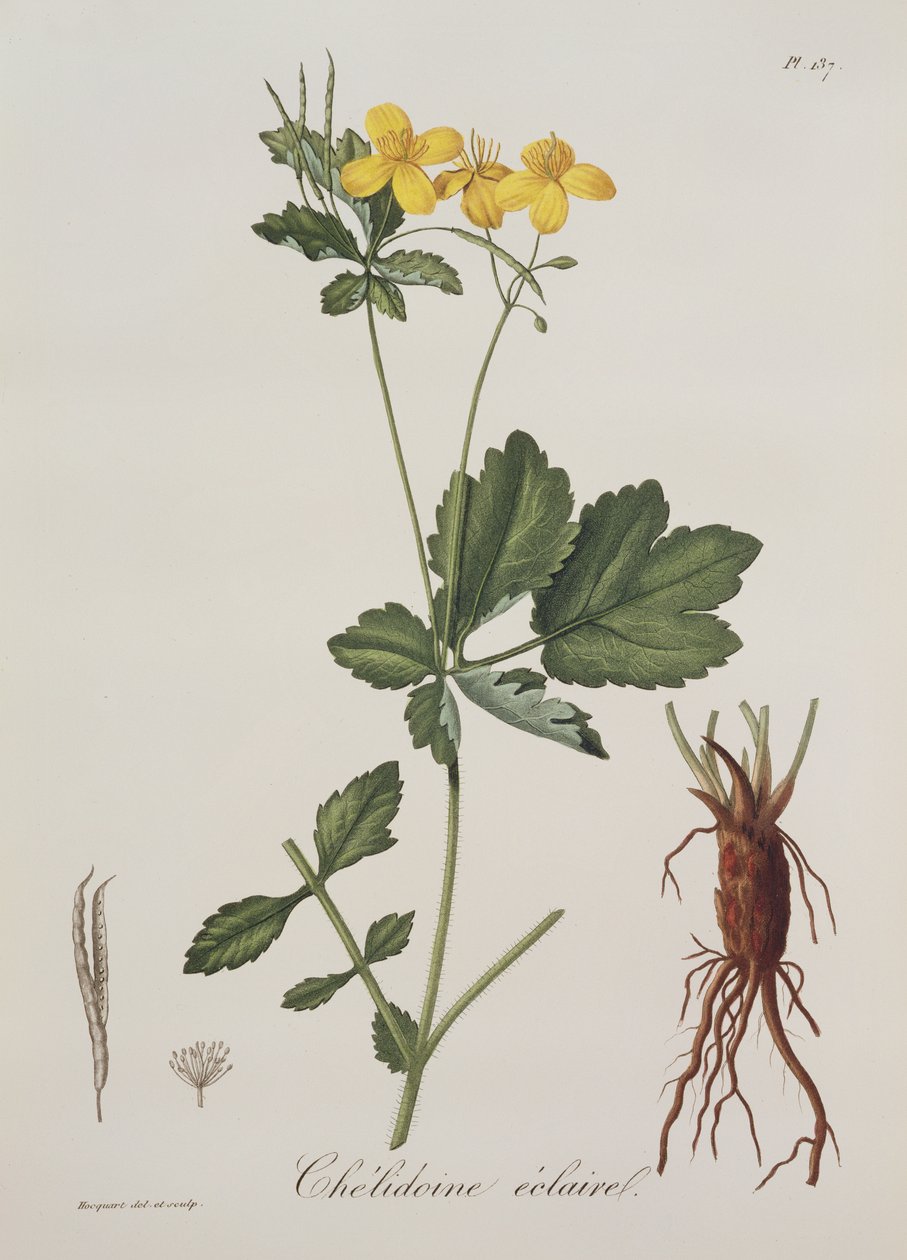 Chelidonium Majus z Photographie Medicale od Josepha Roquese (1772-1850), vydaného v roce 1821 od L.F.J. Hoquart
