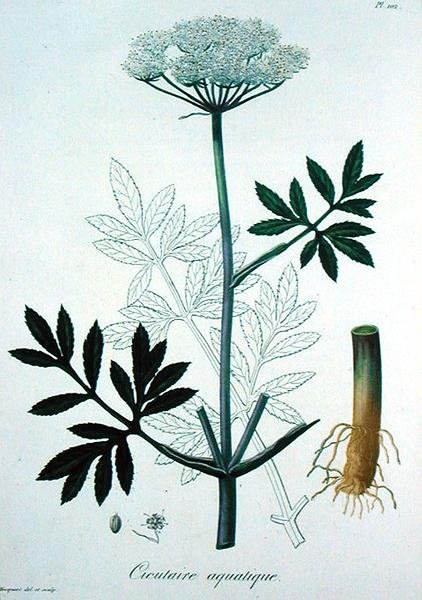 Cicuta Virosa z knihy "Phytographie Medicale" od Josepha Roquese (1772-1850), vydané v roce 1821 (rytina) od L.F.J. Hoquart