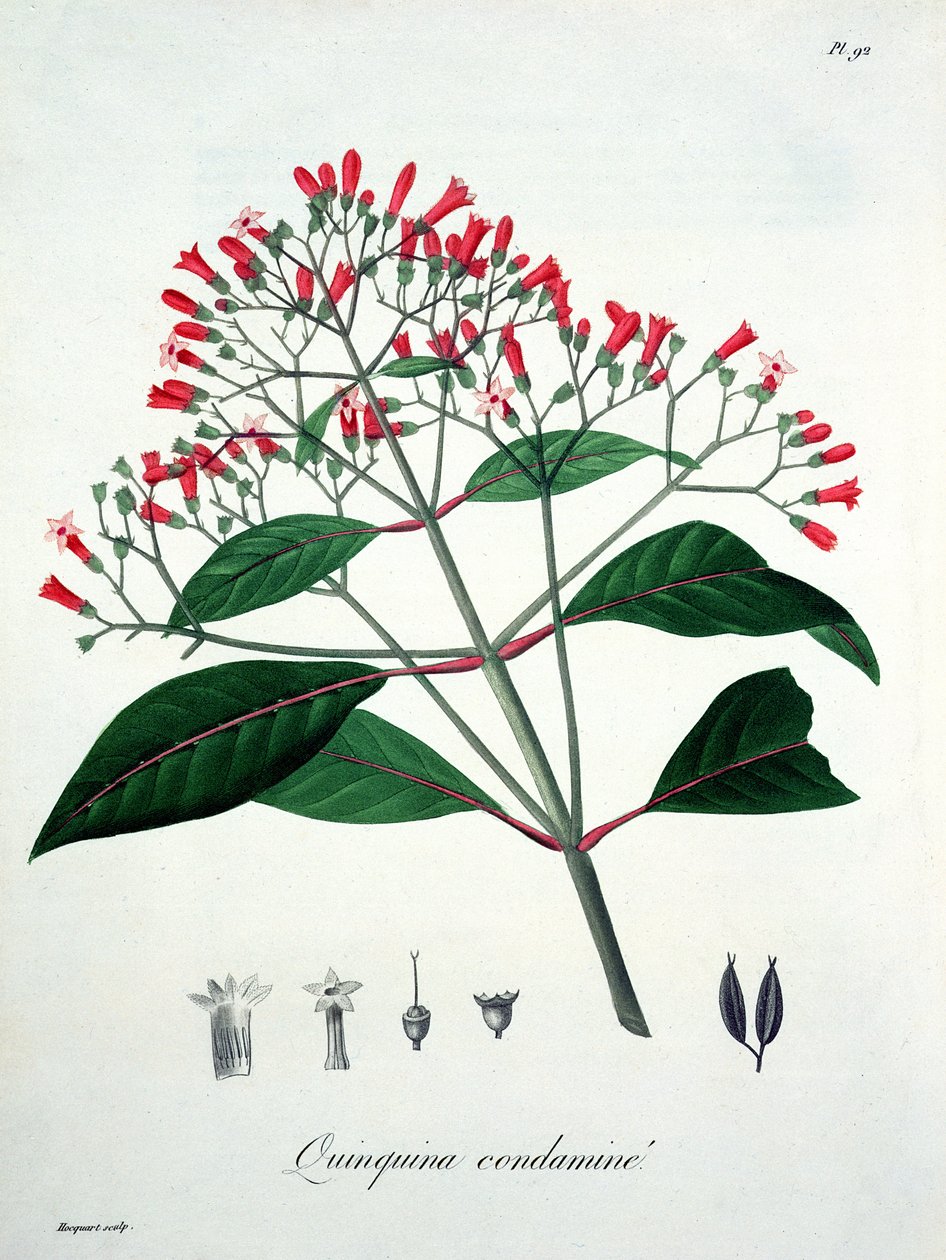 Cinchona z „Phytographie Medicale“ od Josepha Roquese (1772-1850), vydaného v roce 1821 od L.F.J. Hoquart