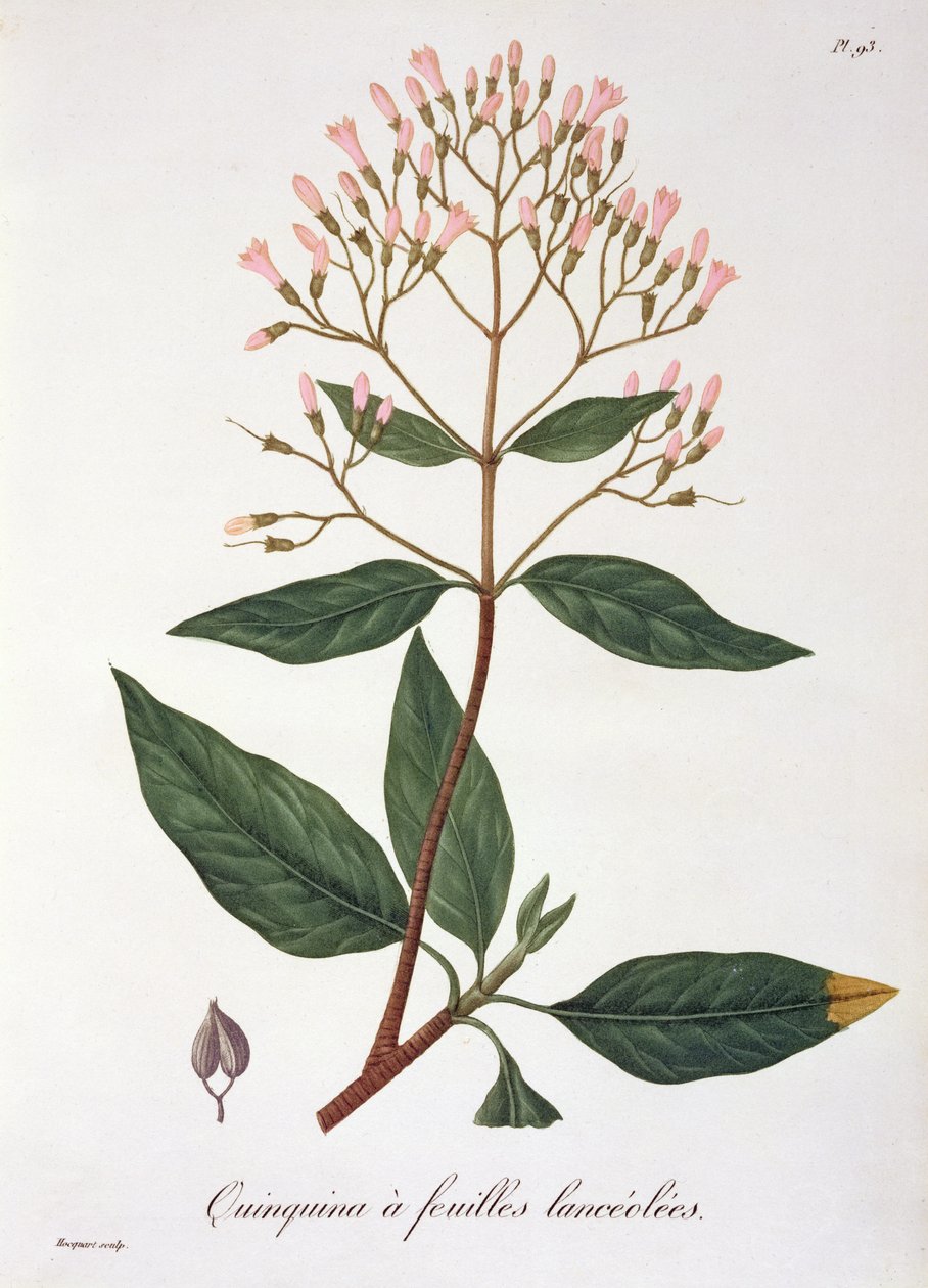 Cinchona z „Phytographie Medicale“ od Josepha Roquese (1772-1850), vydaného v roce 1821 od L.F.J. Hoquart