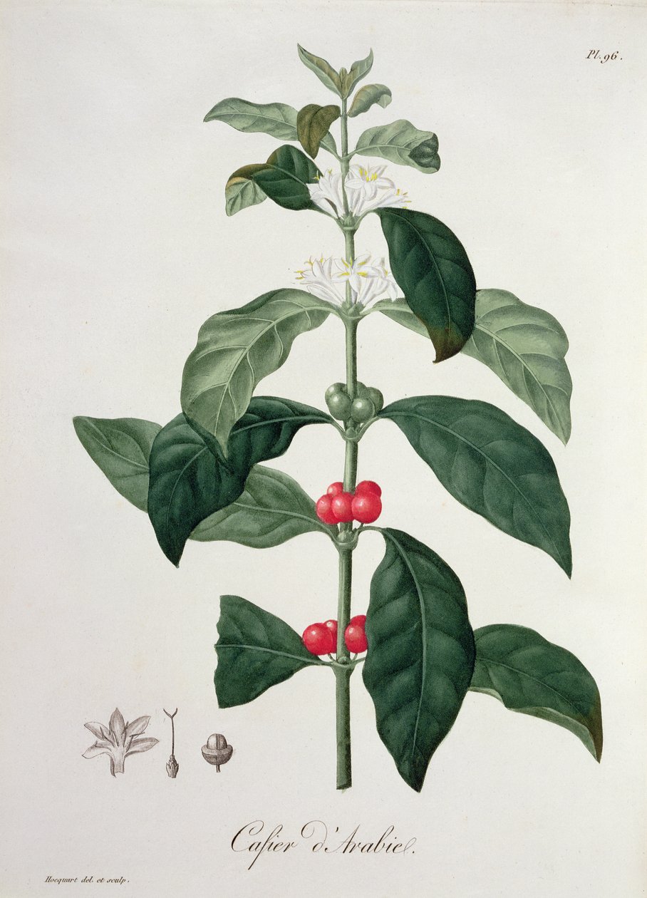Coffea Arabica z 