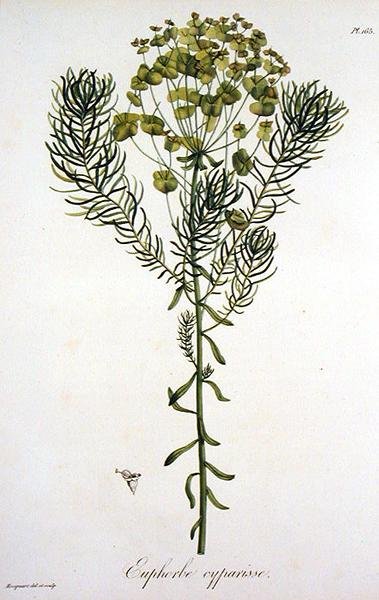 Euphorbia Cyparissias z 