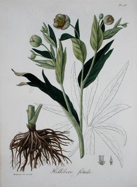 Helleborus Foetidus z 