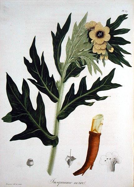 Henbane z 