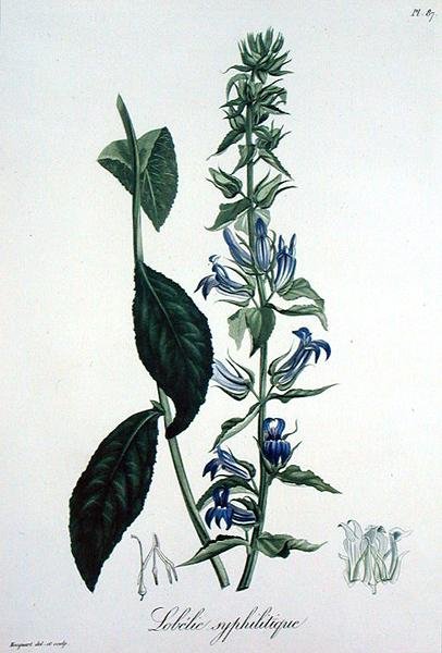 Lobelia Siphilitica z 