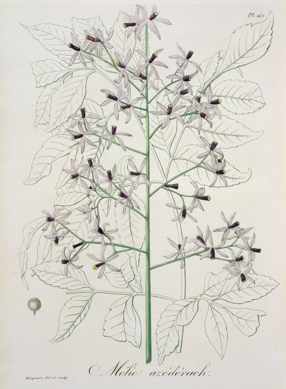Melia Azedarach z „Phytographie Medicale“ od Josepha Roquese (1772-1850), vydaného v roce 1821 od L.F.J. Hoquart