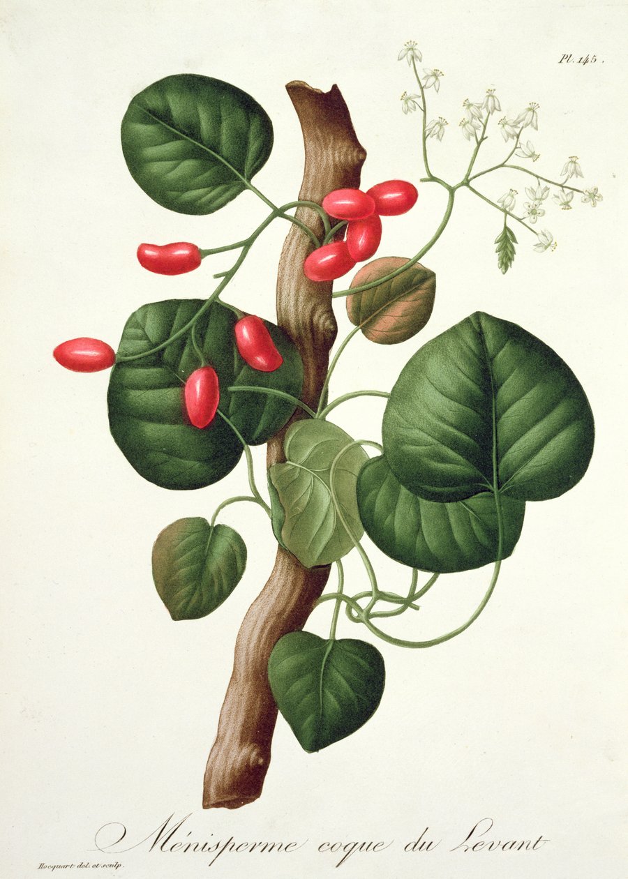 Menispermum z „Phytographie Medicale“ od Josepha Roquese (1772-1850), vydaného v roce 1821 od L.F.J. Hoquart