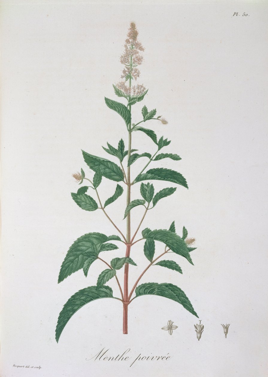Mentha Piperita z „Phytographie Medicale“ od Josepha Roquese (1772-1850), vydaného v roce 1821 od L.F.J. Hoquart