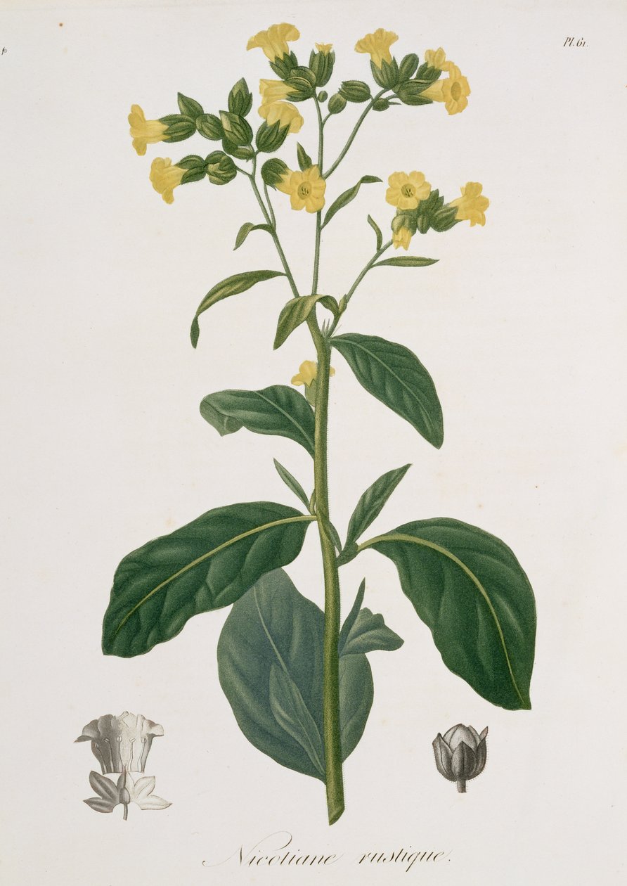 Nicotiana z knihy "Phytographie Medicale" od Josepha Roquese (1772-1850), vydané v roce 1821. od L.F.J. Hoquart