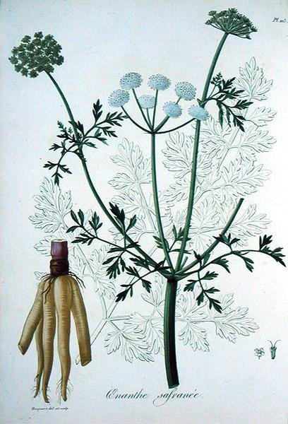 Oeanthe Crocata z 