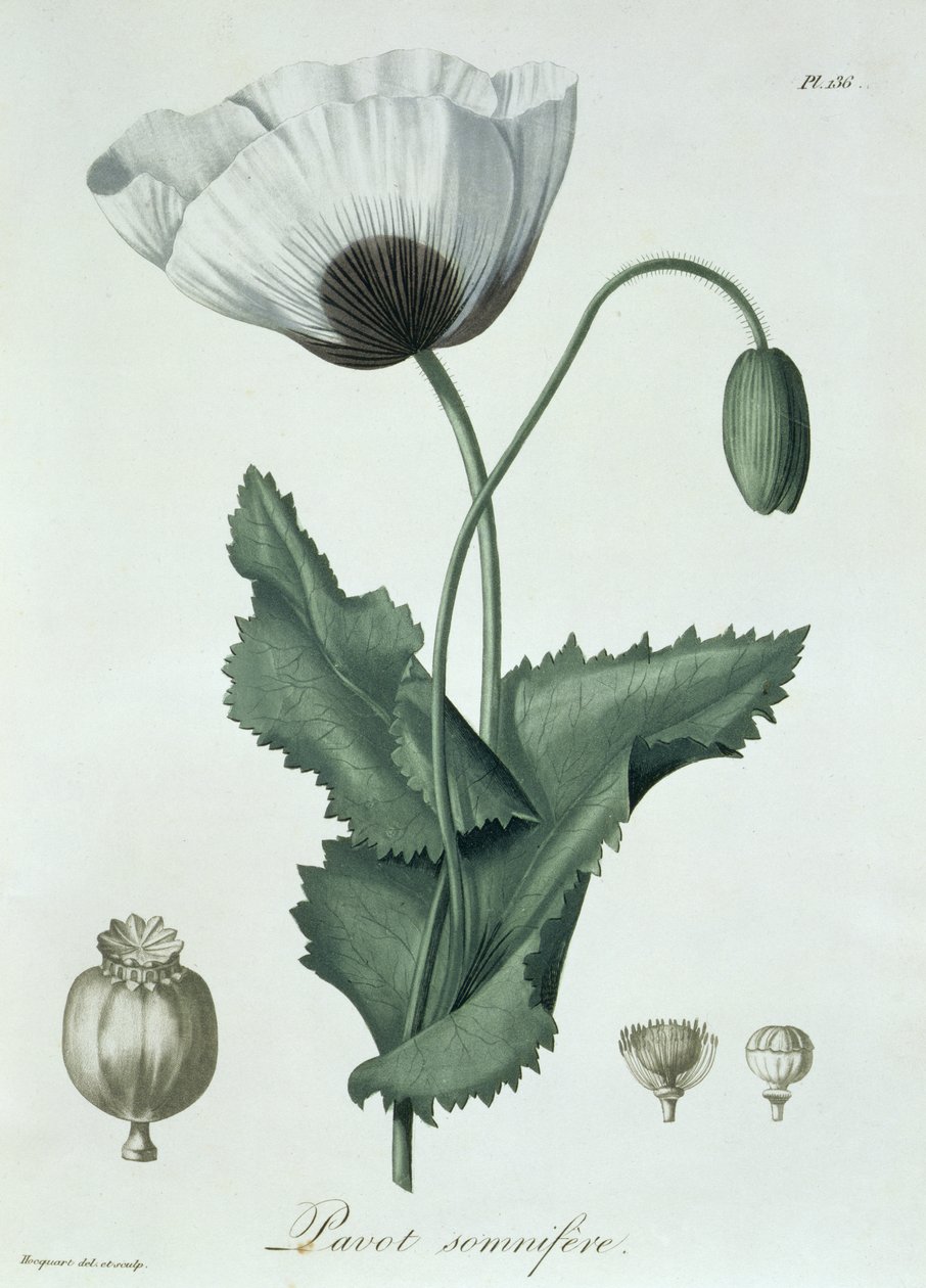 Papaver Somniferum z „Phytographie Medicale“ od Josepha Roquese (1772-1850), vydaného v roce 1821 od L.F.J. Hoquart