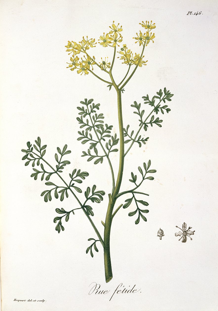 Rue z „Phytographie Medicale“ od Josepha Roquese (1772-1850), vydaného v roce 1821 od L.F.J. Hoquart