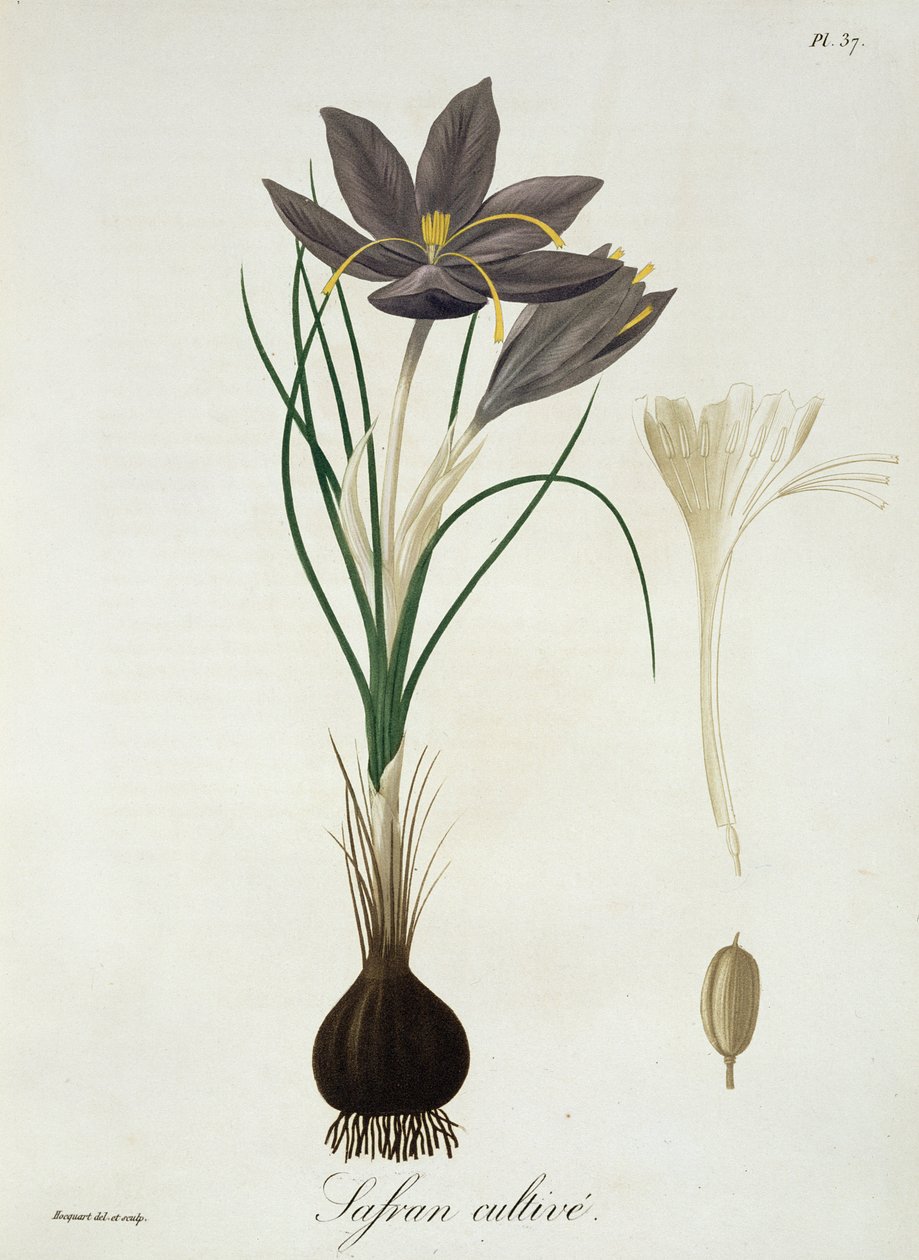 Šafrán krokusový z knihy "Phytographie Medicale" od Josepha Roquese (1772-1850), vydané v roce 1821. od L.F.J. Hoquart