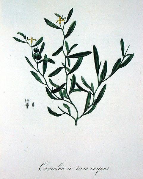Tři kamélie z knihy "Phytographie Medicale" od Josepha Roquese (1772-1850), vydané v roce 1821 (rytina) od L.F.J. Hoquart