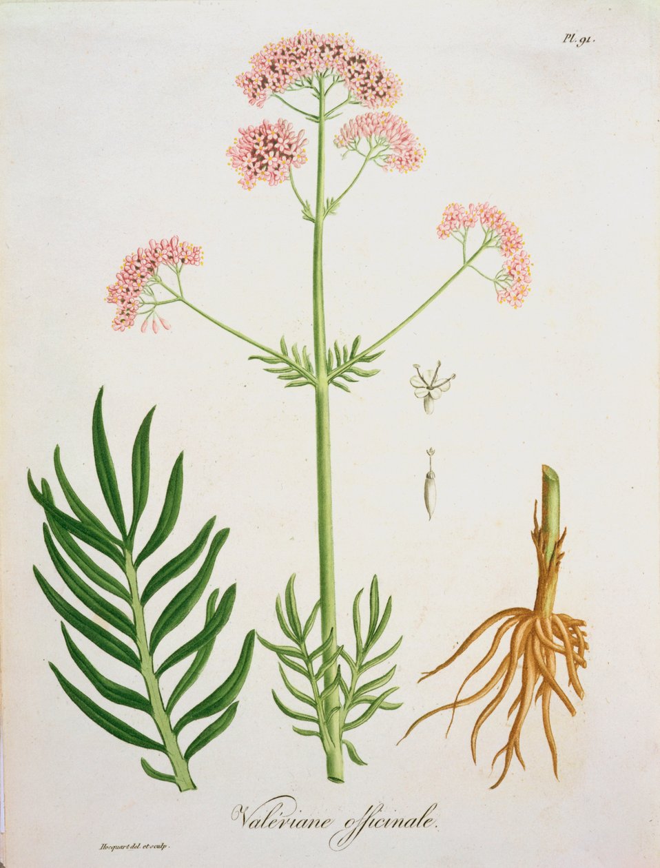Valerian z 