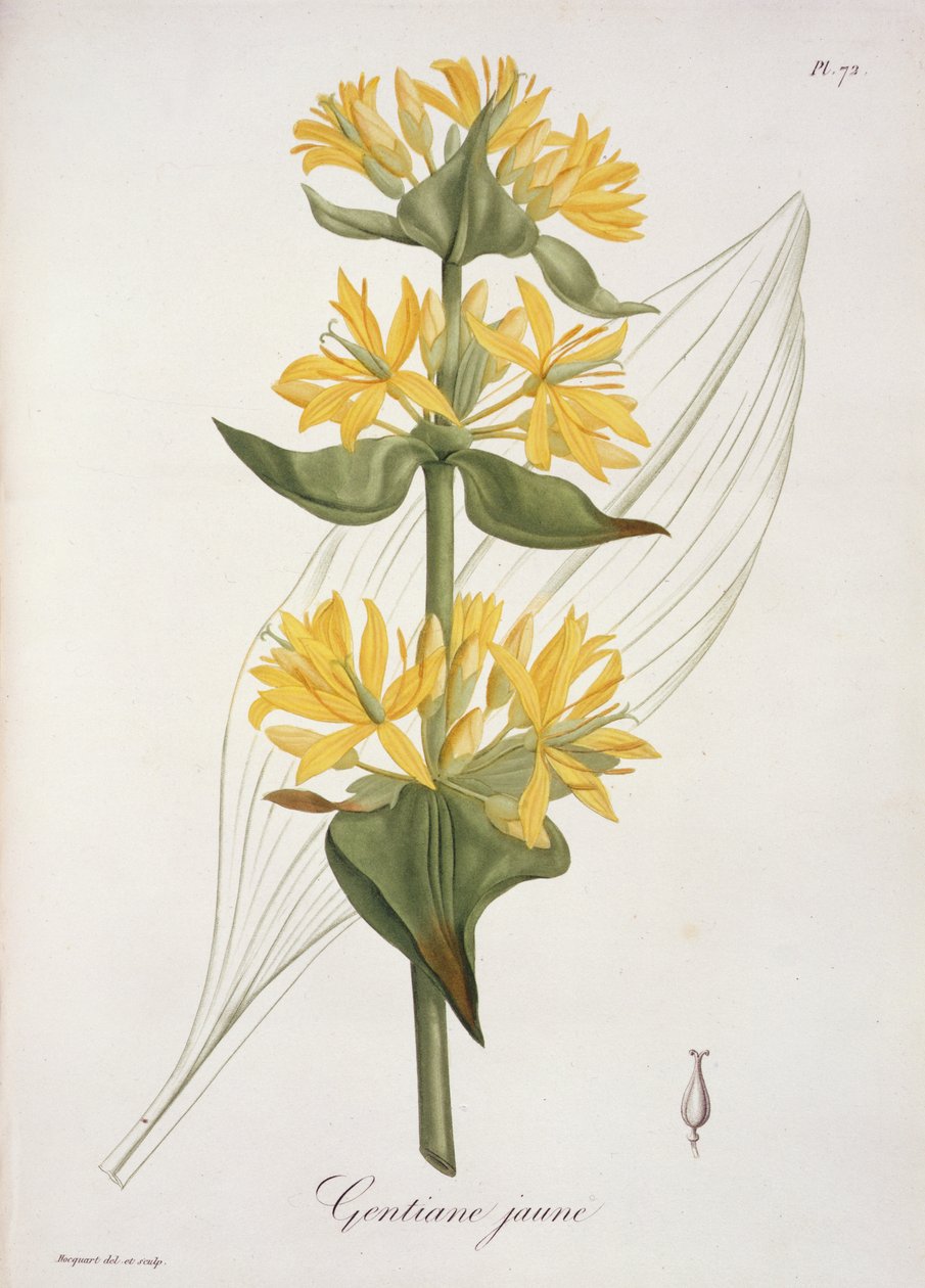 Žlutý hořec z „Phytographie Medicale“ od Josepha Roquese (1772-1850), vydaného v roce 1821 od L.F.J. Hoquart