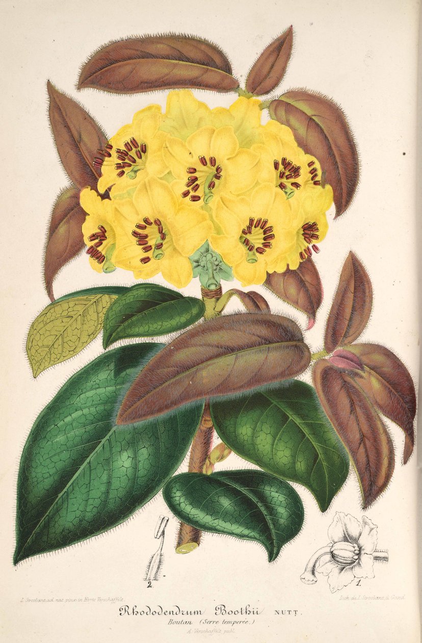 Rhododendron boothii od L’Illustration horticole