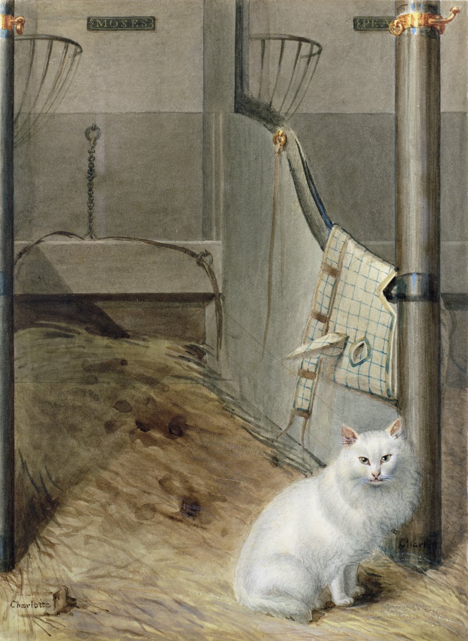 Bílá perská kočka ve stáji od Lady Charlotte Schreiber