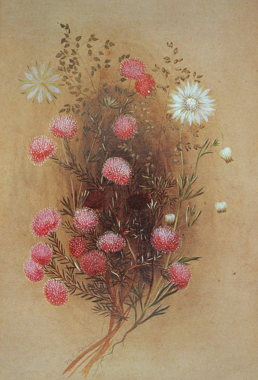 Melaleuca nebo Flanelflower, 19. století od Lady Margaret Forest