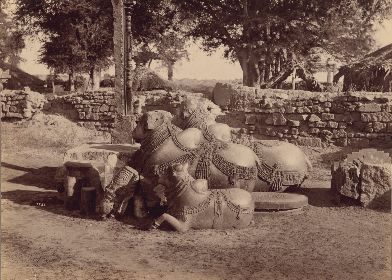 Býci s ornamentálními řezbami z boku, Warangal, Hyderabad, Deccan od Lala Deen Dayal